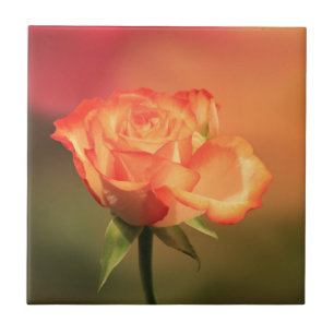 Azulejo Hermosa fotografía romántica de rosa