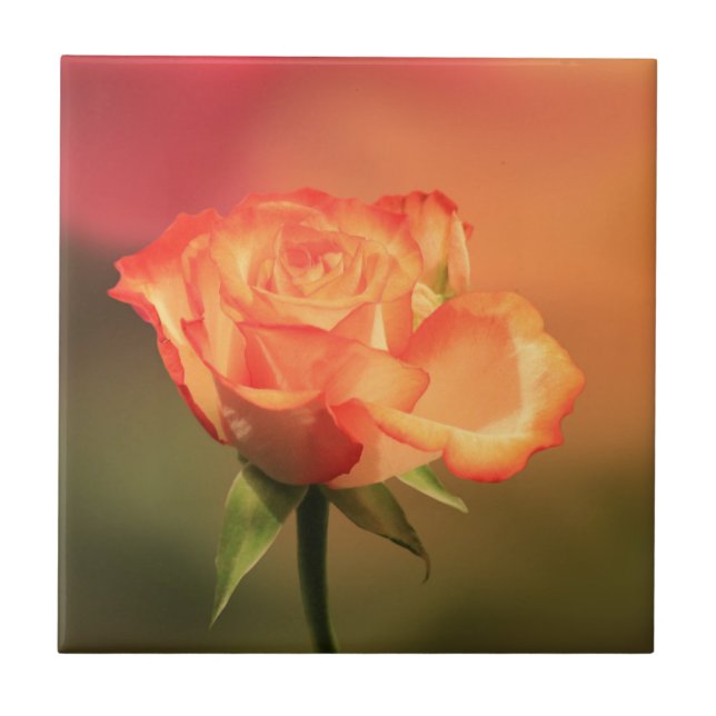 Azulejo Hermosa fotografía romántica de rosa (Frente)