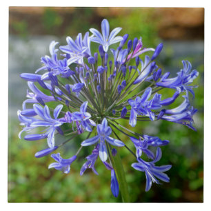 Azulejo Hermosa Lily Africana