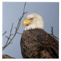 Hermosa Mamá (Águila) Tile cerámico