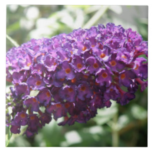Azulejo Hermosa morada Buddleia Flores Tile