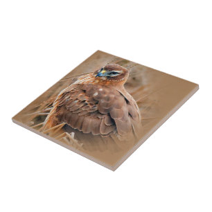 Azulejo Hermosa mujer norteña Harrier en el pantano