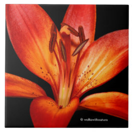 Azulejo Hermosa Naranja Roja Asiática Lily Gran Paradiso