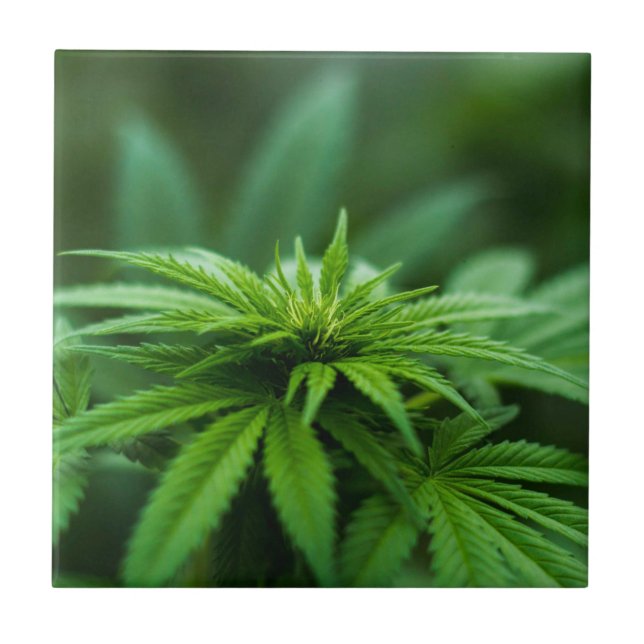 Azulejo Hermosa planta de maleza (Frente)