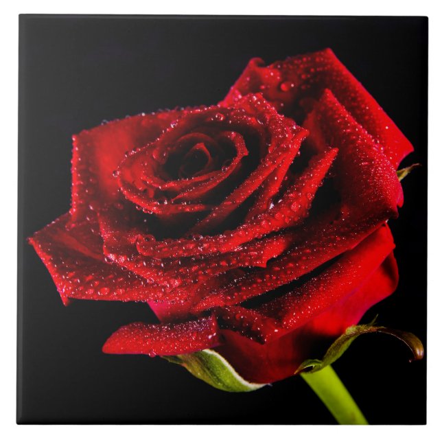 Azulejo Hermosa rosa roja (Frente)