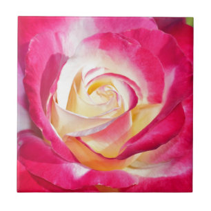 Azulejo Hermosa rosa rosa y amarilla