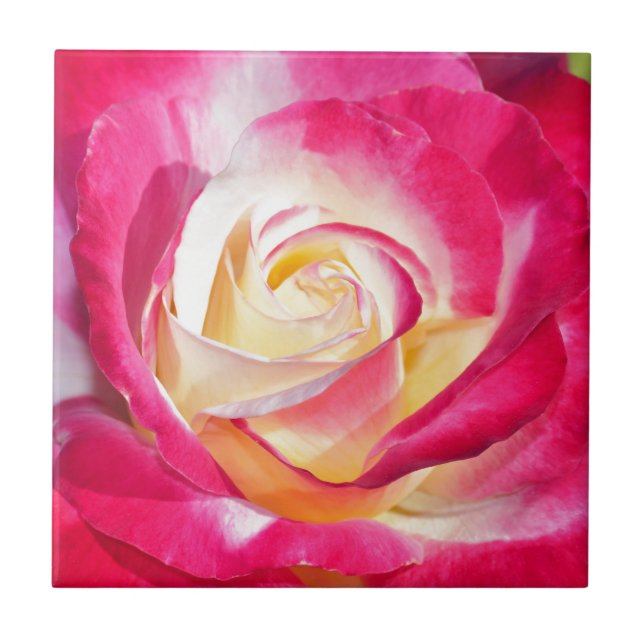 Azulejo Hermosa rosa rosa y amarilla (Frente)