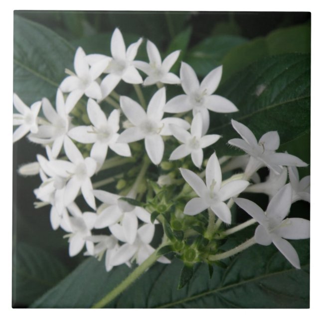 Azulejo Hermosa tela blanca tropical con flores (Frente)