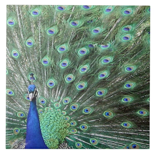 Azulejo Hermosa tela de arte pavo real (Frente)