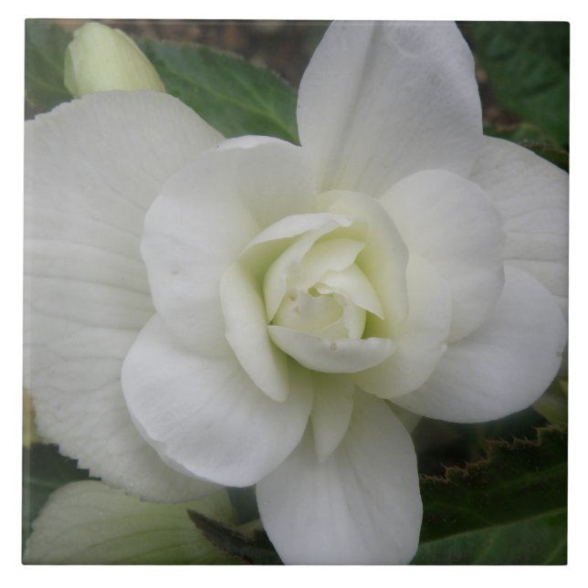 Azulejo Hermosa tela de carnación blanca (Frente)