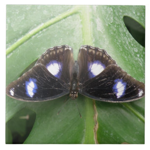 Azulejo Hermosa tela de mariposa con manchas azules