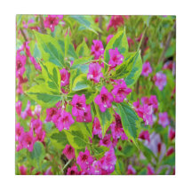 Hermosa Weigela verde con flores de Crimson
