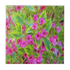 Azulejo Hermosa Weigela verde con flores de Crimson