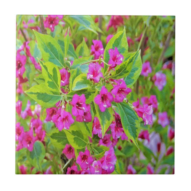 Azulejo Hermosa Weigela verde con flores de Crimson (Frente)