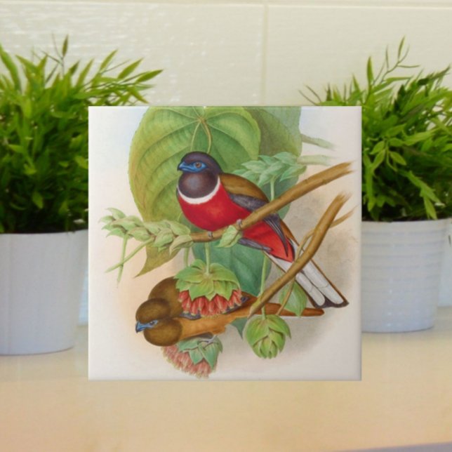 Azulejo Hermosas aves Ilustracion de época colorido (Lovely vintage birds for your tiled space!)