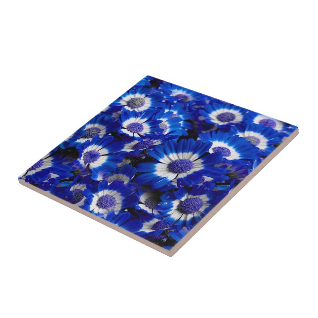 Azulejo Hermosas Flores de Cineraria Azul Real (Lado)