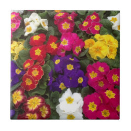 Azulejo Hermosas flores de Polyanthus Brillantes