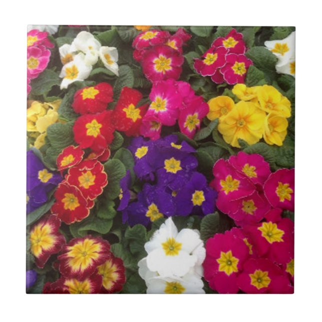 Azulejo Hermosas flores de Polyanthus Brillantes (Frente)