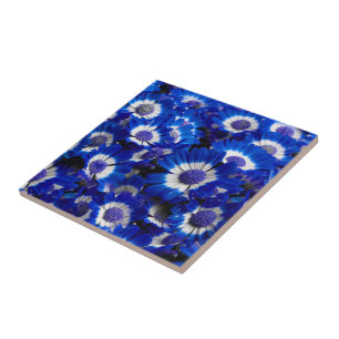 Azulejo Hermosas flores reales de la Cineraria azul
