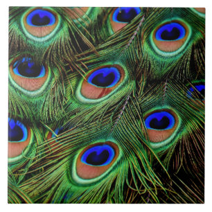 Azulejo Hermosas plumas de pavo real