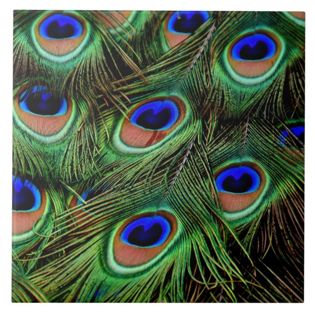Azulejo Hermosas plumas de pavo real (Frente)