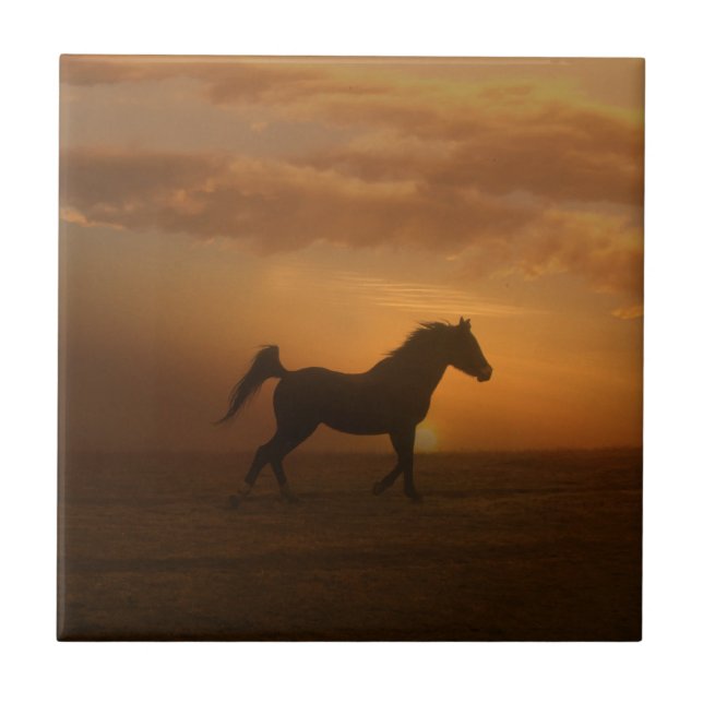Azulejo Hermoso Arabian Sunset Art Tile Horse Lover (Frente)