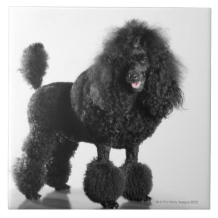 Azulejo Hermoso, arreglado, negro, cuerpo completo del