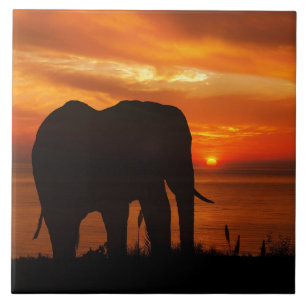 Azulejo Hermoso atardecer con silueta de elefante