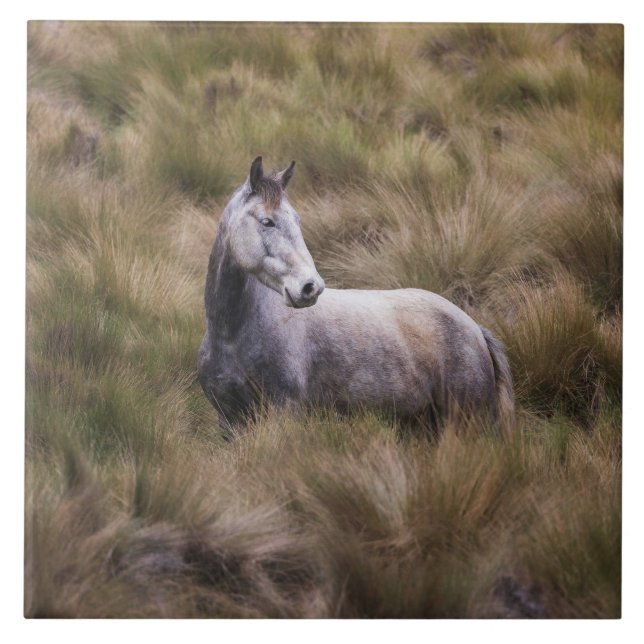 Azulejo Hermoso caballo de color gris (Frente)