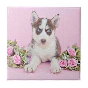 Azulejo Hermoso cachorro humilde con rosas rosas rosas