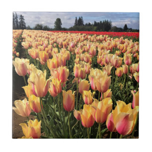 Azulejo Hermoso Campo de Tulipanes, Oregon