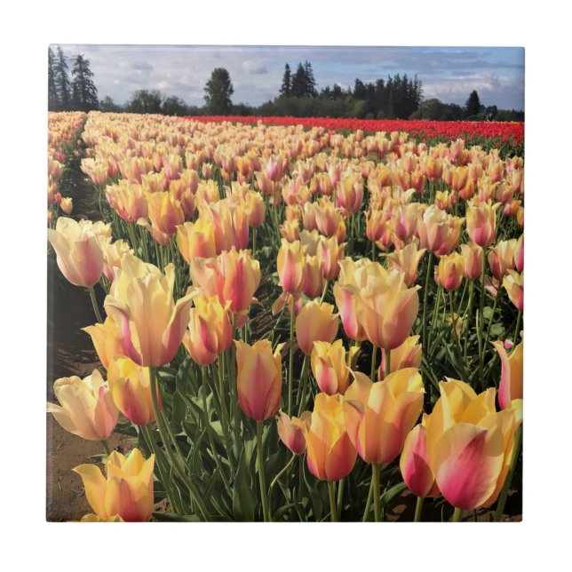 Azulejo Hermoso Campo de Tulipanes, Oregon (Frente)