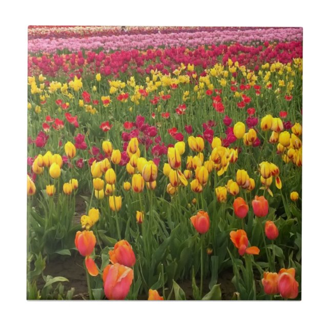 Azulejo Hermoso Campo Tulipán, Oregón (Frente)