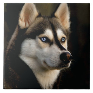 Azulejo Hermoso Cojín decorativo Husky