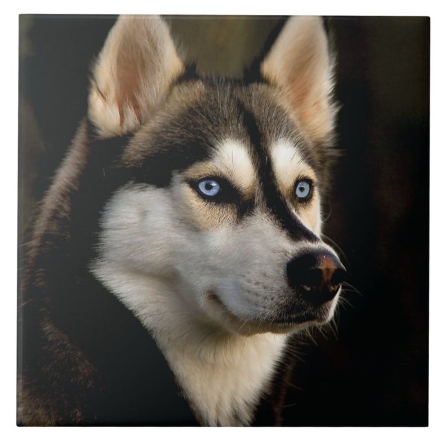 Azulejo Hermoso Cojín decorativo Husky (Frente)