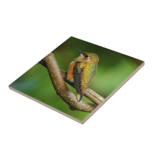 Azulejo Hermoso colibrí rufo en vides entrelazadas