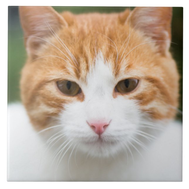 Azulejo Hermoso gato rojo (Frente)
