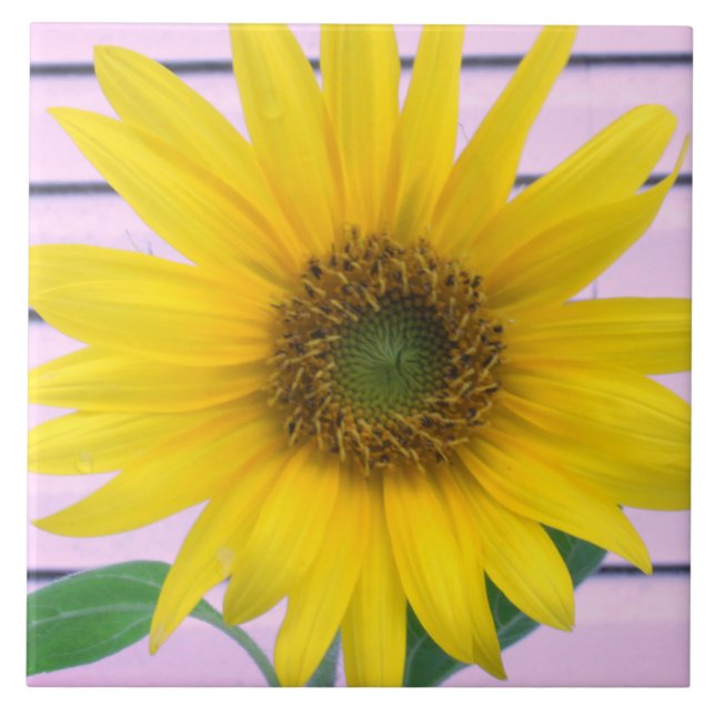 Azulejo Hermoso Girasol Amarillo Floración de Verano (Frente)