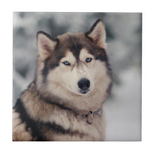 Azulejo Hermoso Husky al aire libre