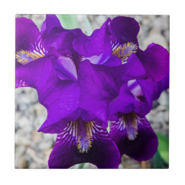 Azulejo Hermoso iris morado