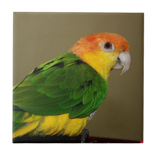 Azulejo Hermoso loro caique blanco belmentado posando