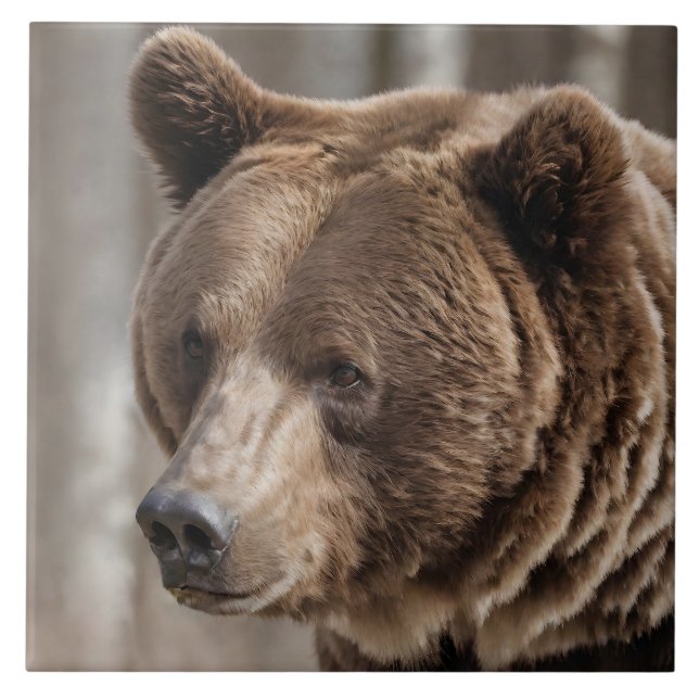 Azulejo Hermoso oso retrato de oso pardo (Frente)