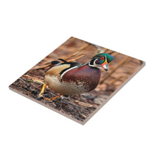 Azulejo Hermoso pato de madera macho en el bosque