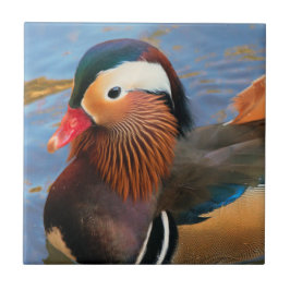 Azulejo Hermoso pato mandarín en el estanque