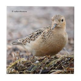 Azulejo Hermoso Sandpiper de pecho en la playa