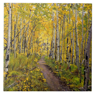 Azulejo Hermoso sendero panorámico de otoño en el bosque d
