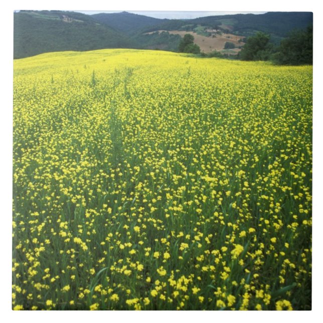 Azulejo Hermosos campos cubiertos de flores amarillas de S (Frente)