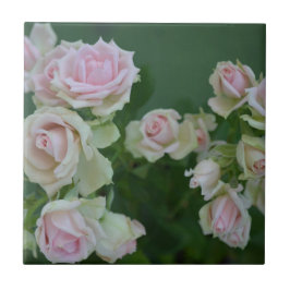 Azulejo Hermosos rosas de jardín rosa claro