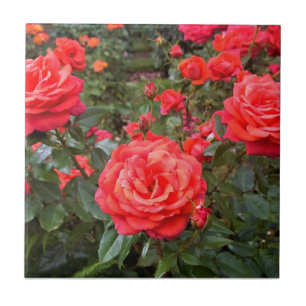 Azulejo Hermosos Rosas, Portland, Oregón