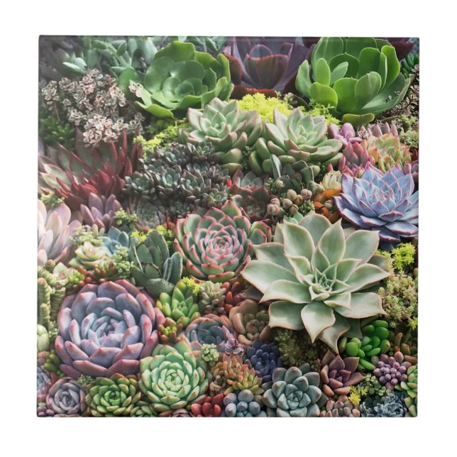 Azulejo Hermosos Suculentos (Frente)